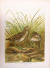 Lithogr. Sumpfhuhn
